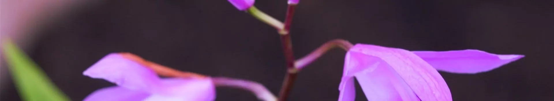 China Orchidee- Einpflanzen im Garten (Thumbnail)