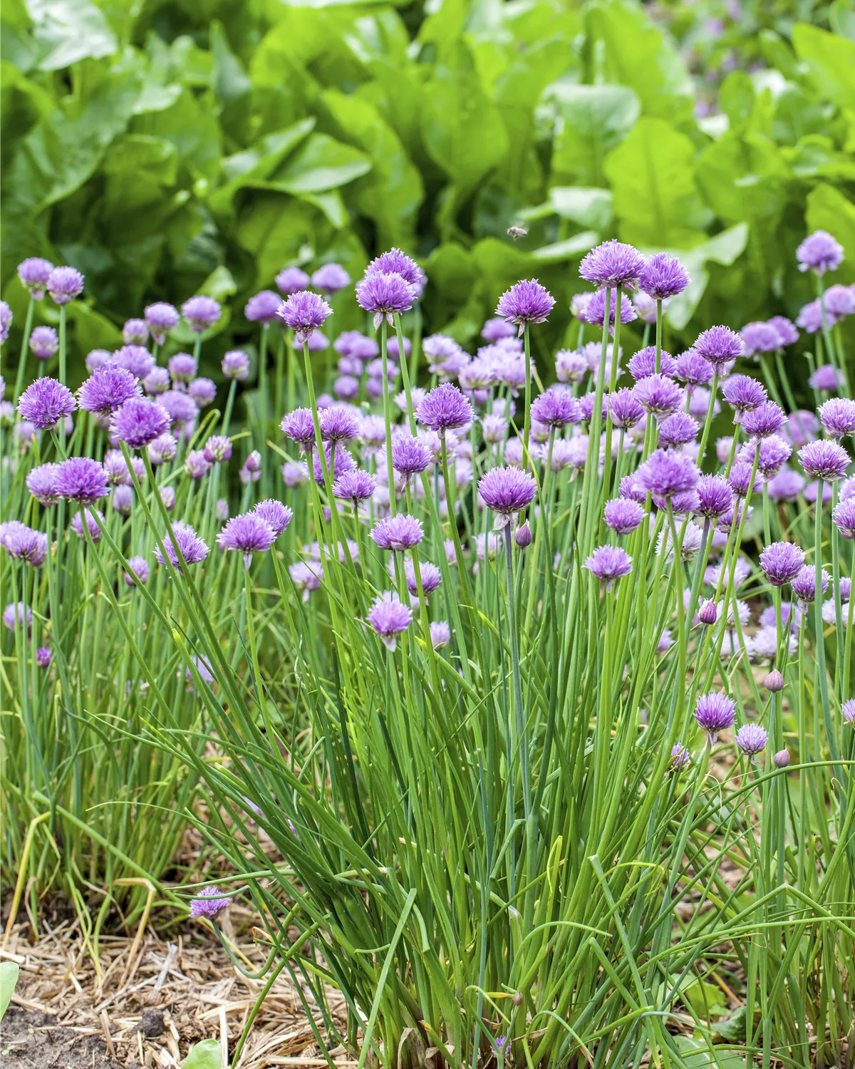 gärtnerei hegemann allium schoenoprasum schnittlauch