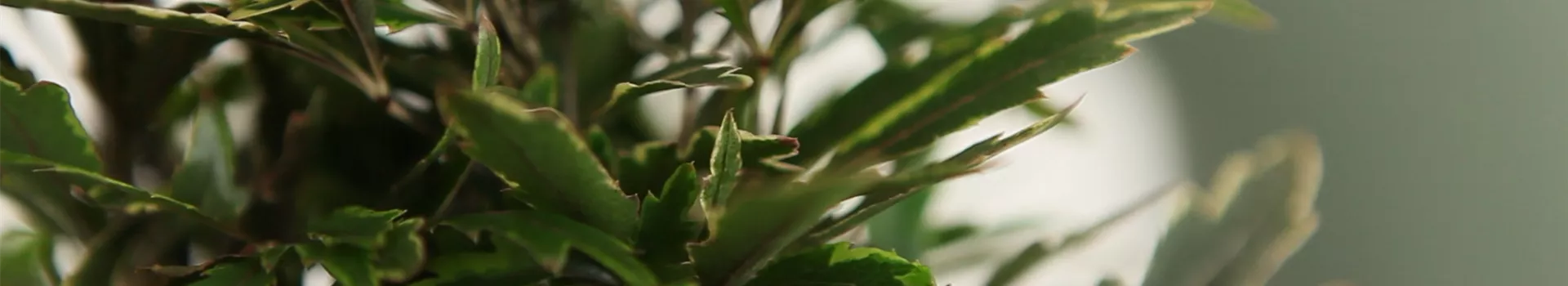 Fingeraralie - Einpflanzen in ein Gefäß (Thumbnail)