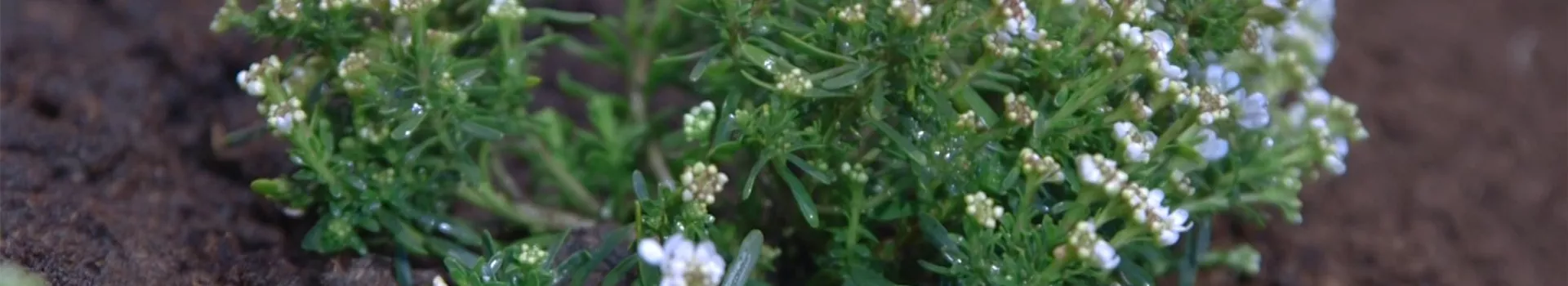 Schleifenblume - Einpflanzen im Garten (thumbnail)