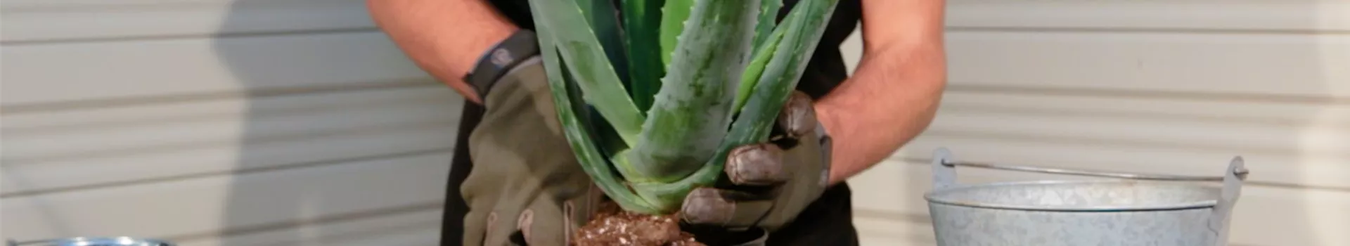 Aloe Vera - Umtopfen (Thumbnail)