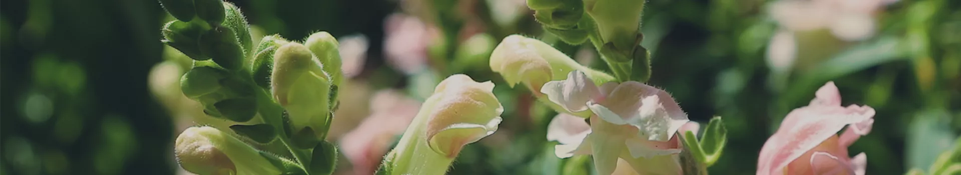 Löwenmaul - Einpflanzen im Garten (Thumbnail)