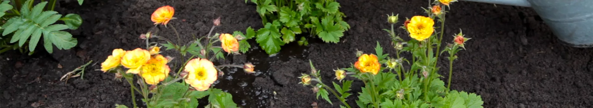 Nelkenwurz - Einpflanzen im Garten (thumbnail)