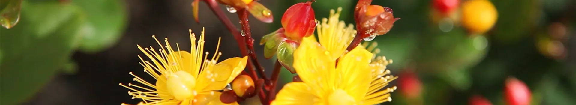 Johanneskraut - Einpflanzen im Garten (Thumbnail)