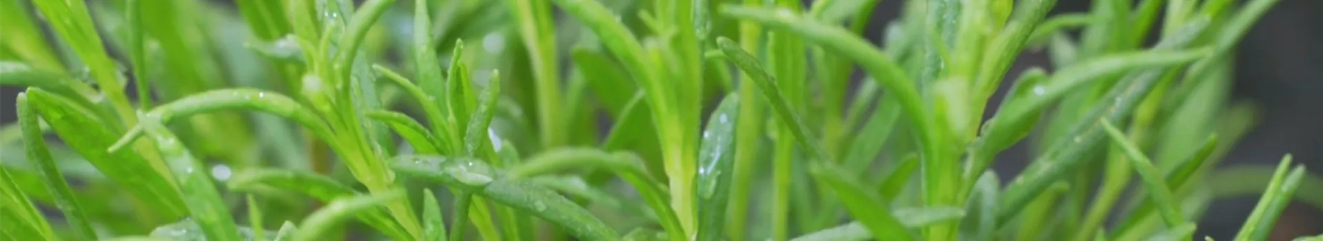 Lavendel - Einpflanzen im Garten (thumbnail)