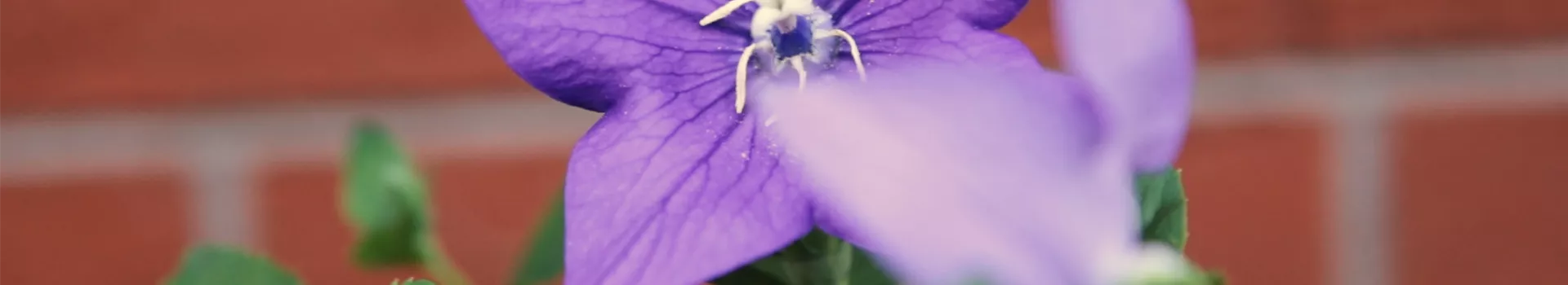 Ballonblume - Einpflanzen im Garten (Thumbnail)