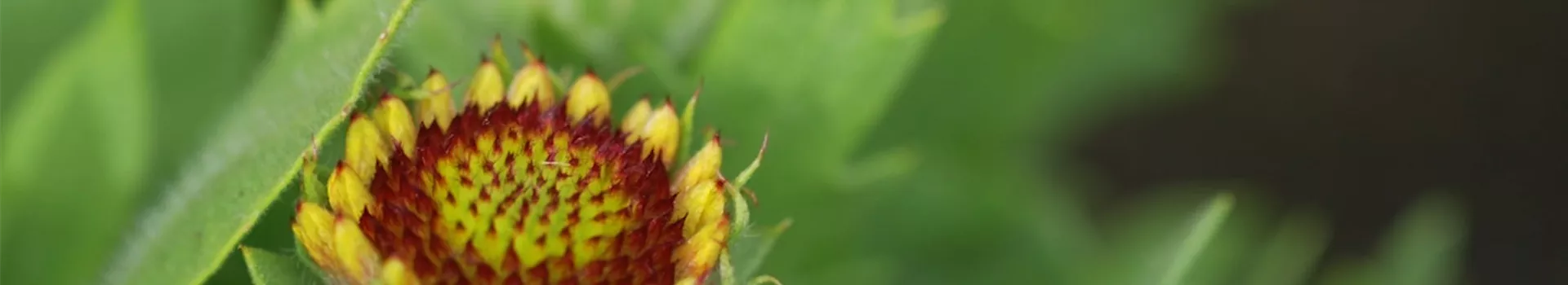 Korkadenblume - Einpflanzen im Garten (thumbnail)