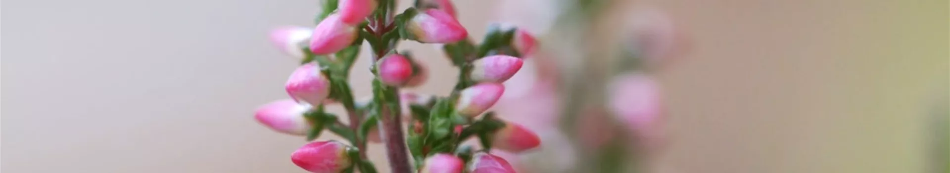 Winterharte Knospenheide - Eipflanzen im Garten (Thumbnail)