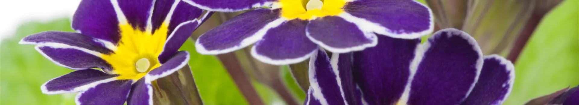 Schlüsselblume - Einpflanzen im Garten (Thumbnail)