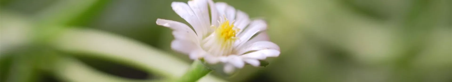 Kriechende Mittagsblume - Einpflanzen im Garten (Thumbnail)