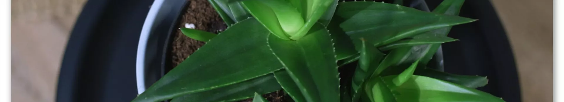 Zimmerpflanzenportrait - Aloe Vera (Thumbnail)