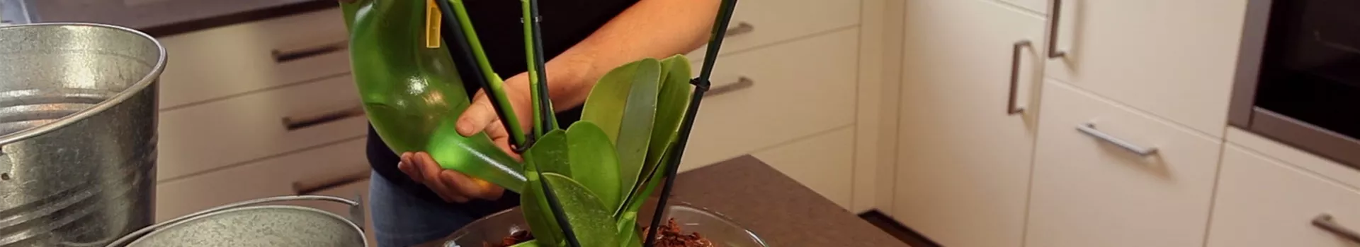 Orchidee - Einpflanzen in ein Gefäß (thumbnail)